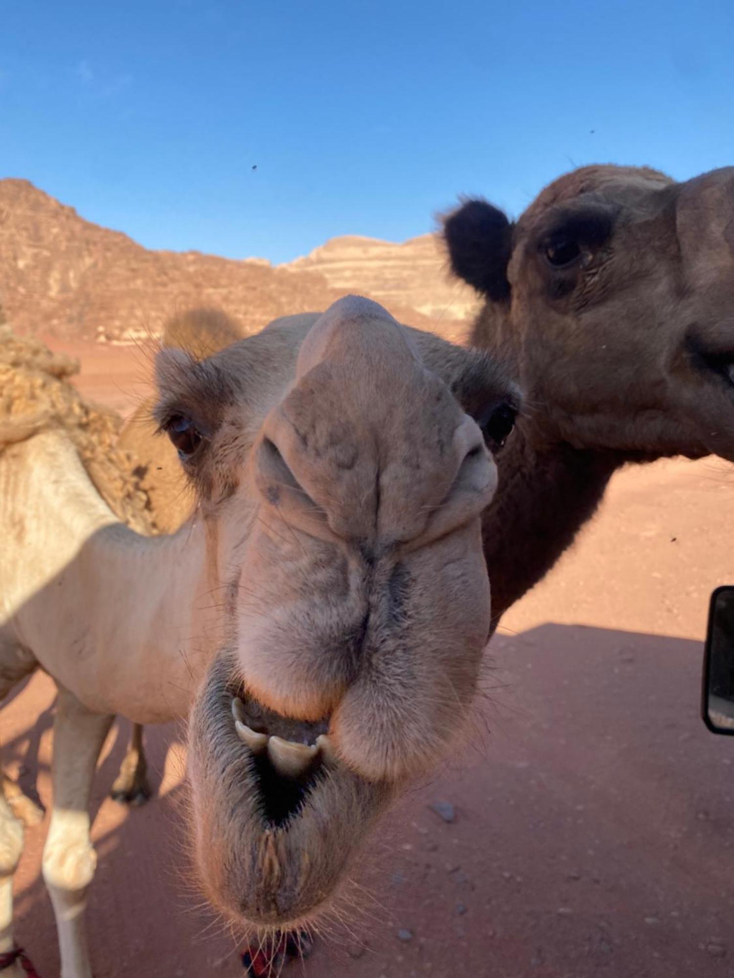 Wadi Rum Desert Heart Camp Hotel ภายนอก รูปภาพ