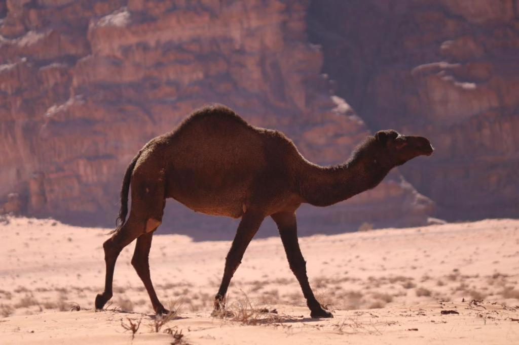 Wadi Rum Desert Heart Camp Hotel ภายนอก รูปภาพ