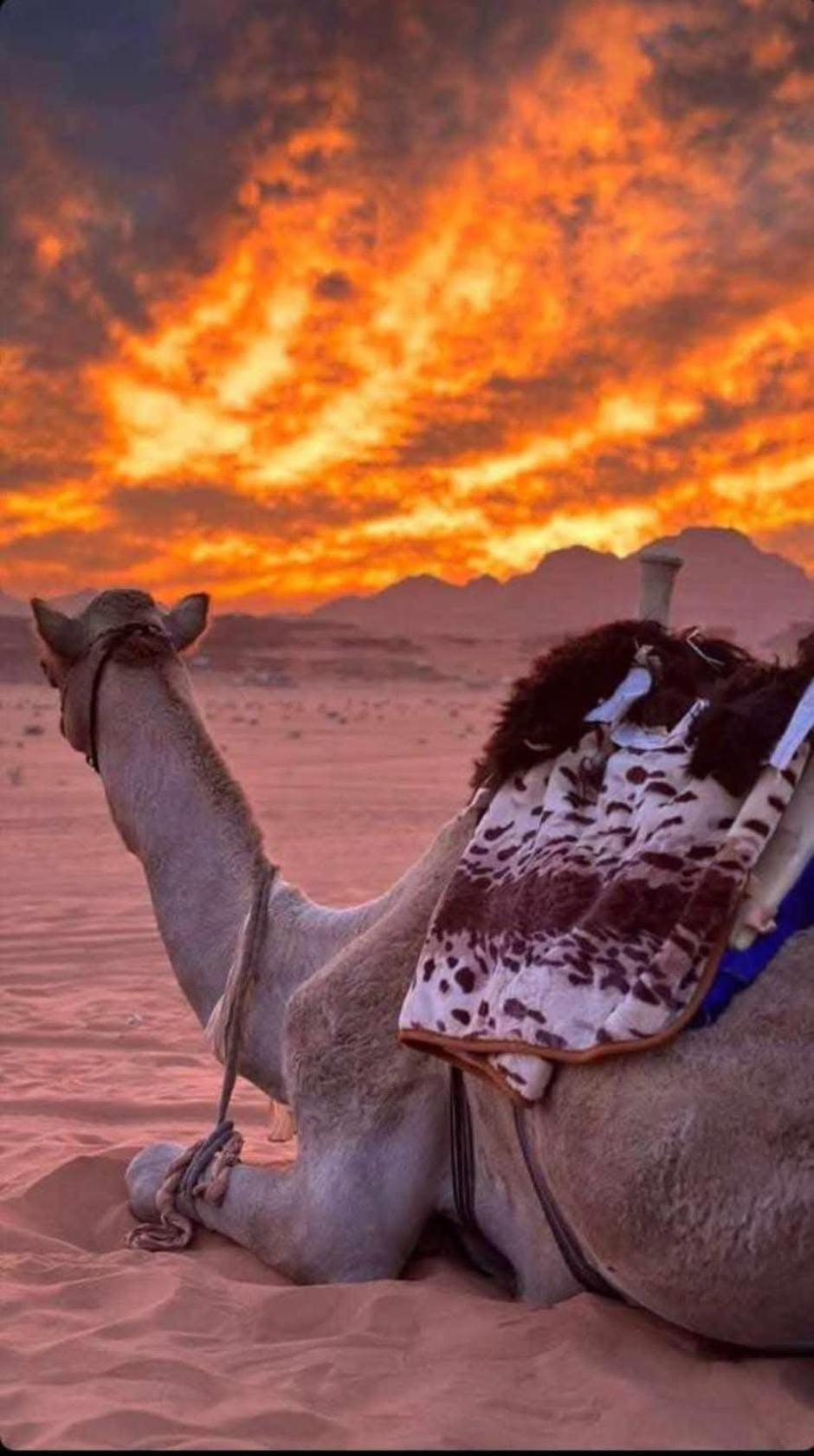 Wadi Rum Desert Heart Camp ภายนอก รูปภาพ